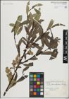 Foto von Salix maccalliana Rowlee